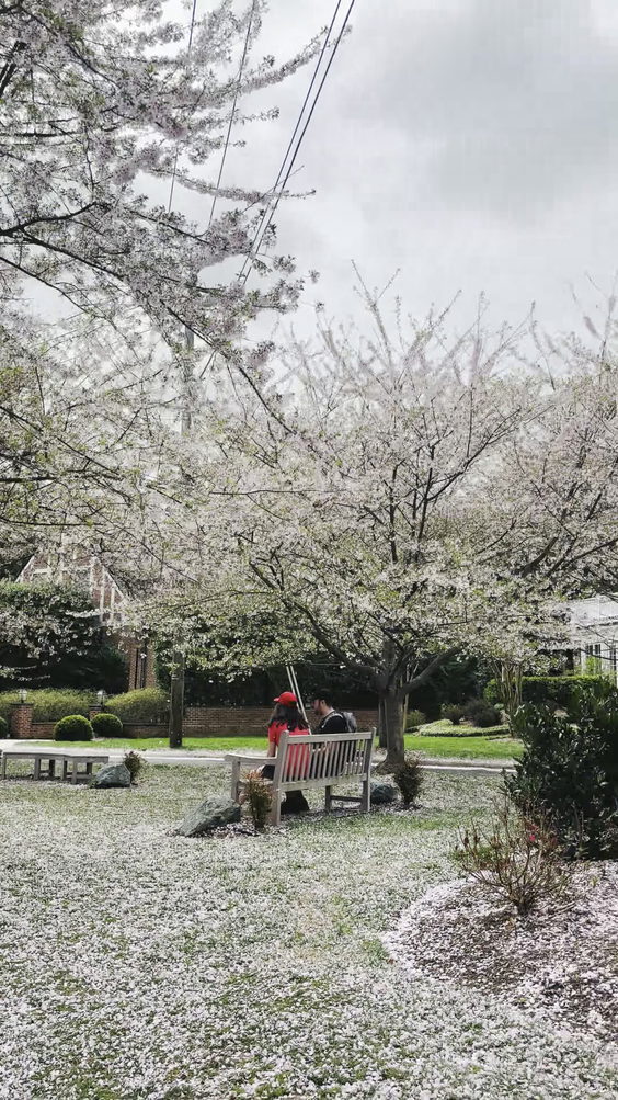 Kenwood Cherry Blossoms