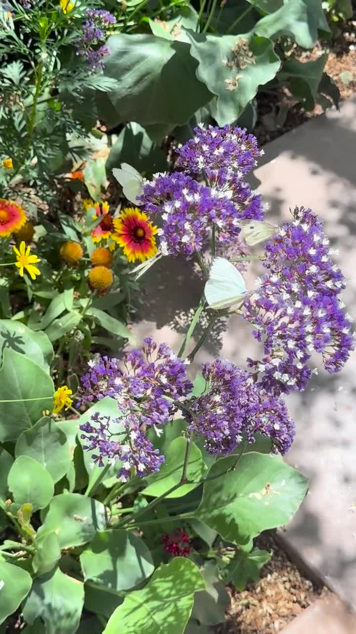 Desert Botanical Garden