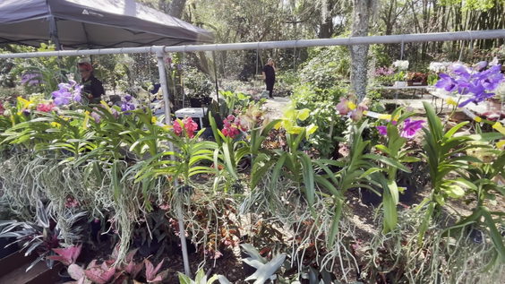 Harry P Leu Gardens