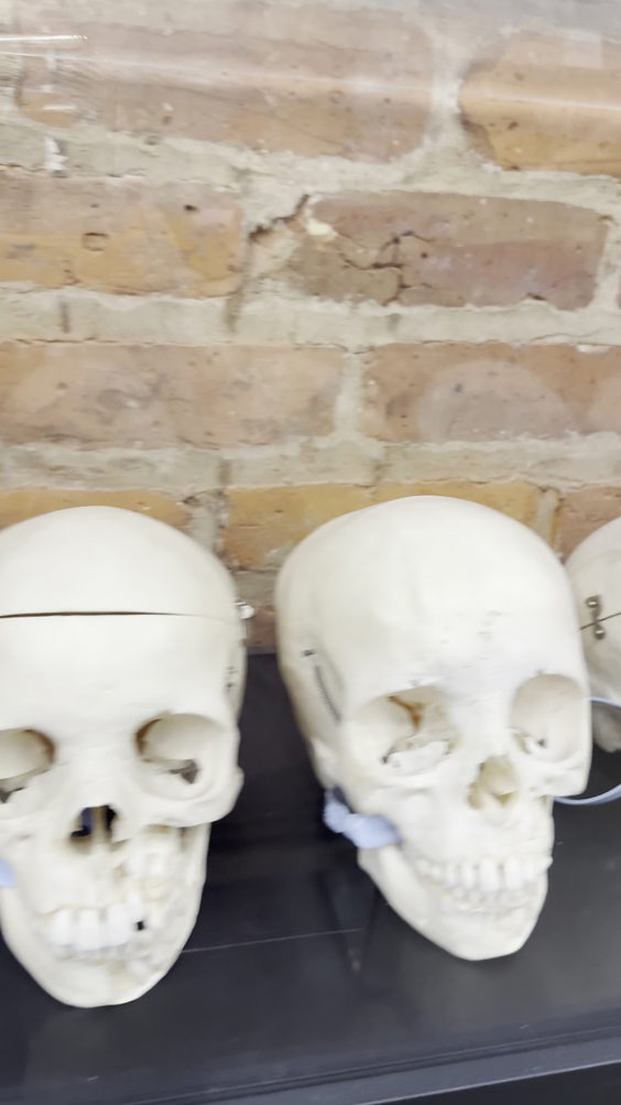 The Bone Museum