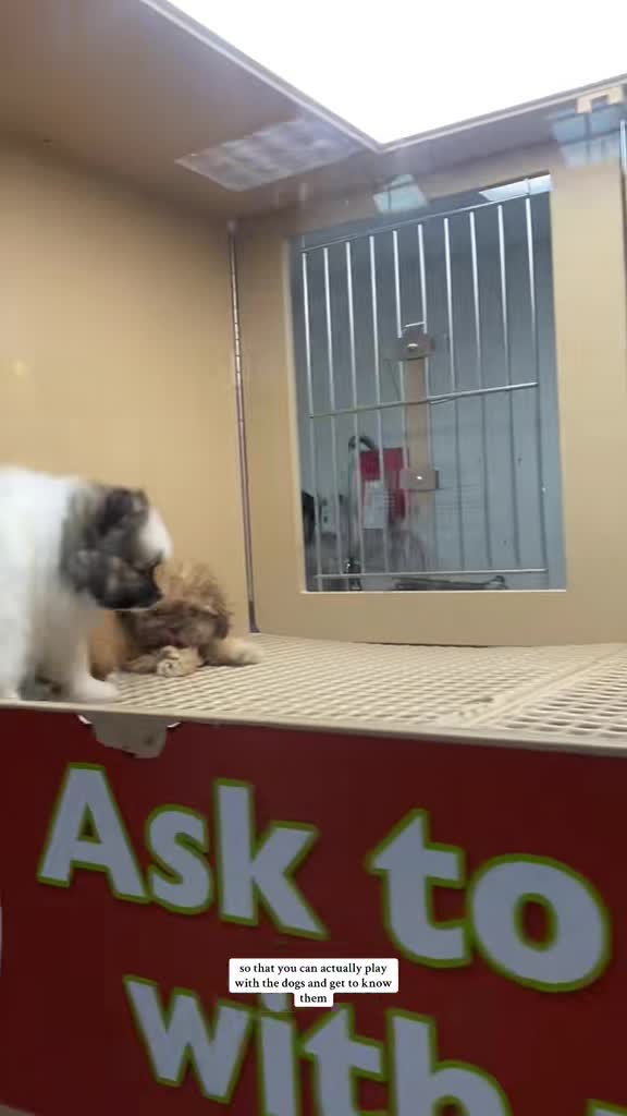 Petland Mall Of Georgia 
