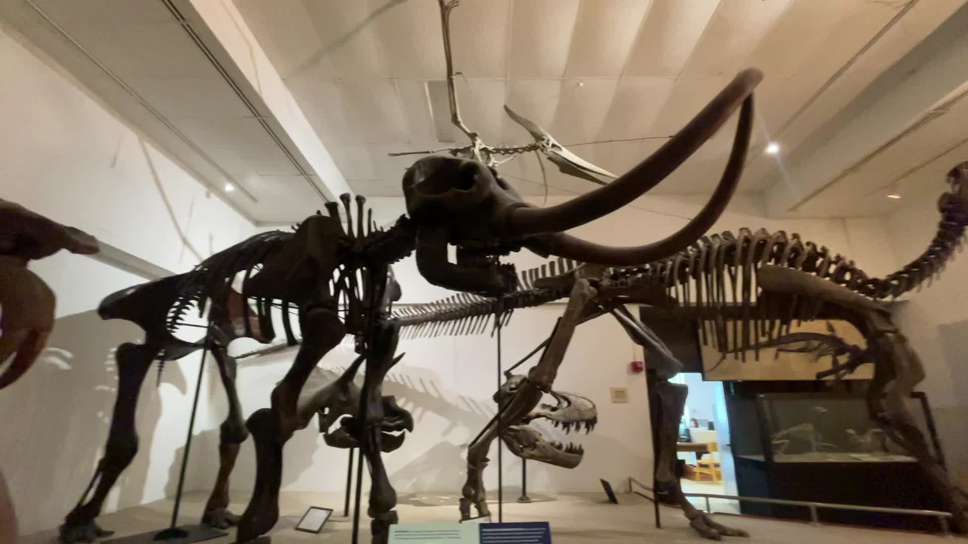 Geology Museum