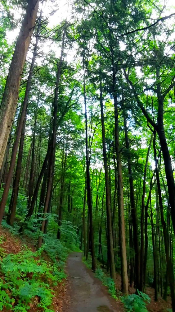Robert H Treman State Park