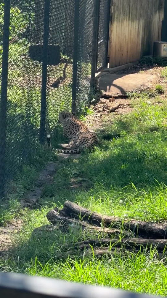 Dickerson Park Zoo