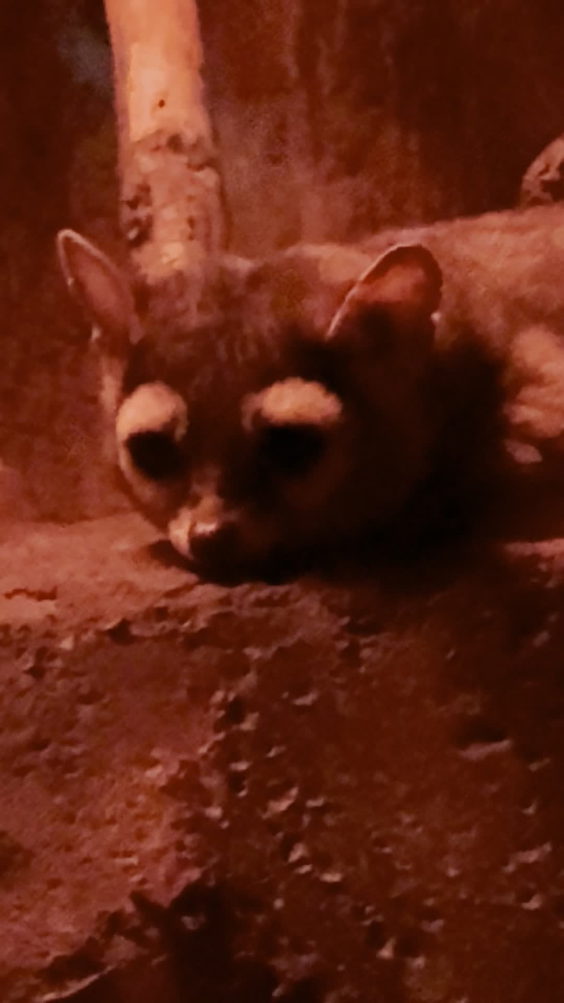 Cat Canyon