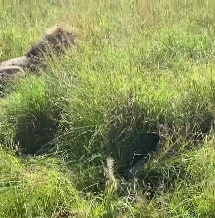 Video review of Safari Park Hotel & Casino