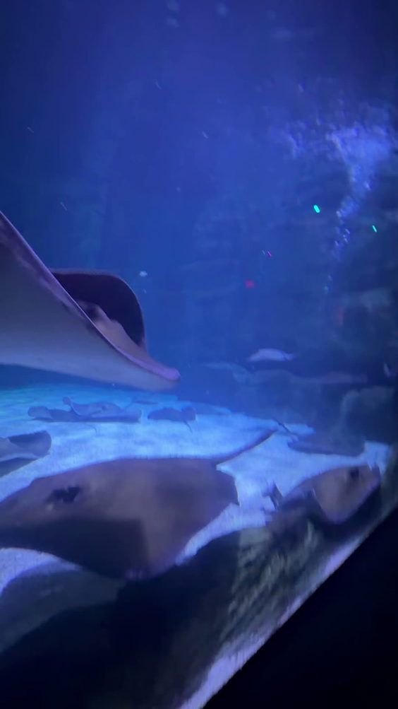 Ripley's Aquarium of Myrtle Beach