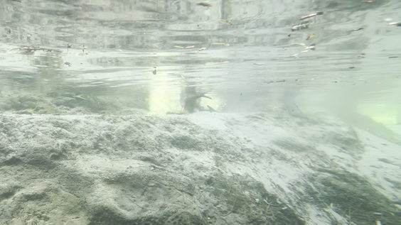 Otter Grotto
