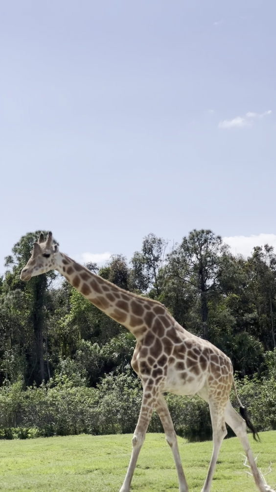 Safari