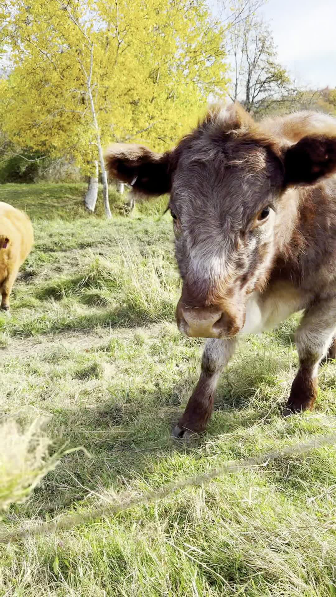Video review of Trapp Family Lodge