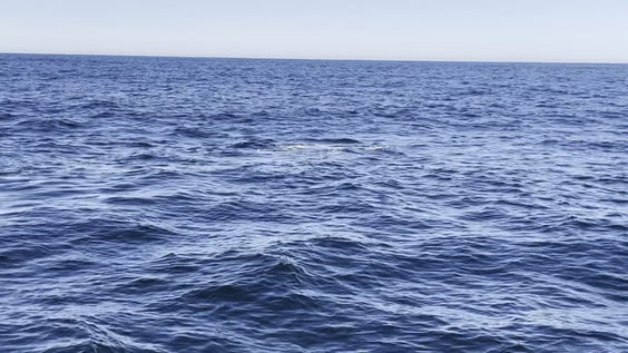 Seven Seas Whale Watch