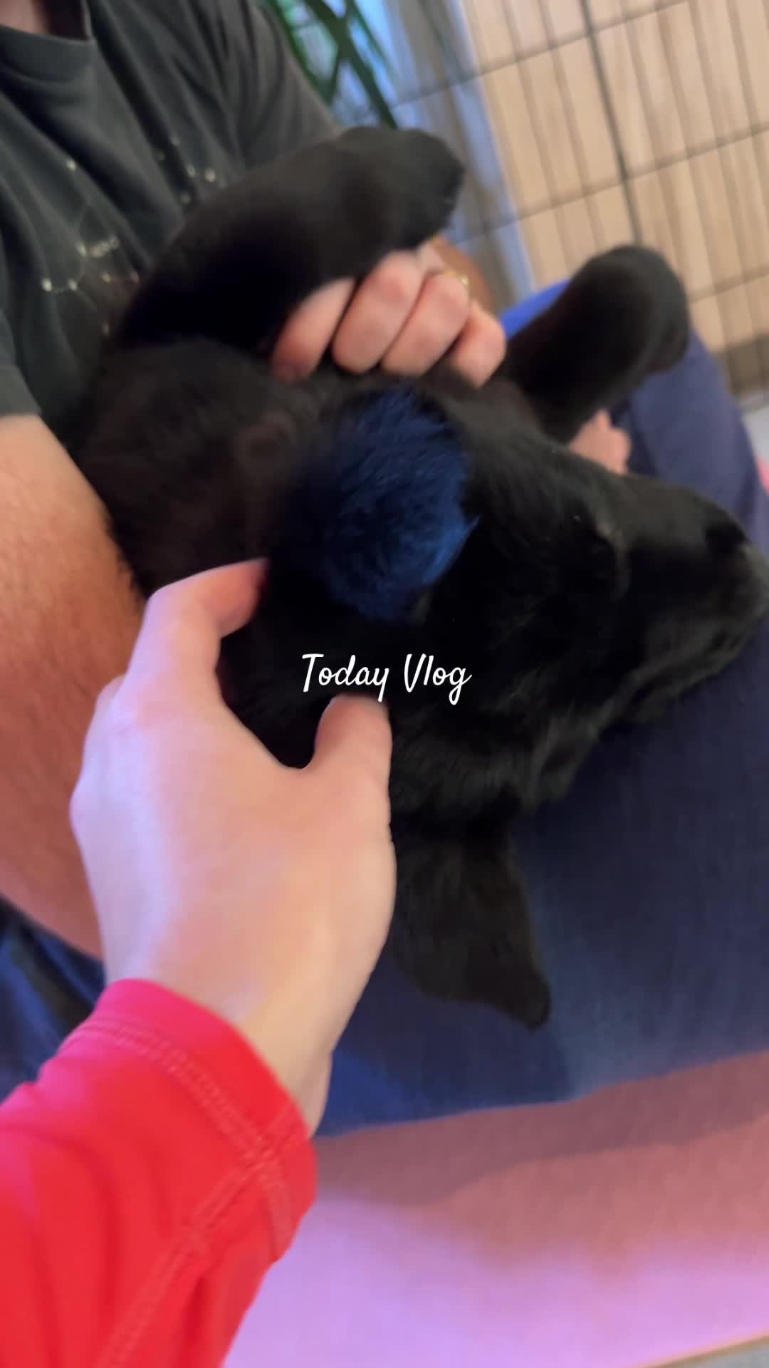 Puppies Yoga