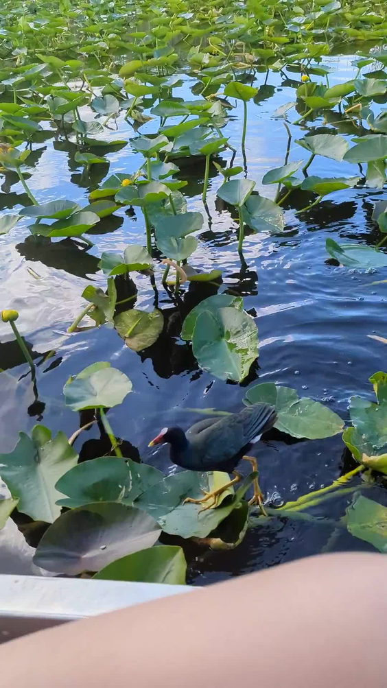 Everglades Airboat Expeditions