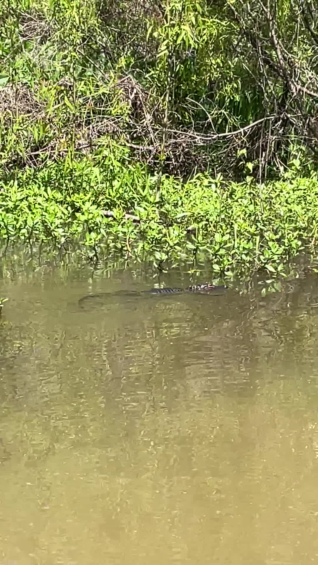 Cajun Encounters Swamp Tour