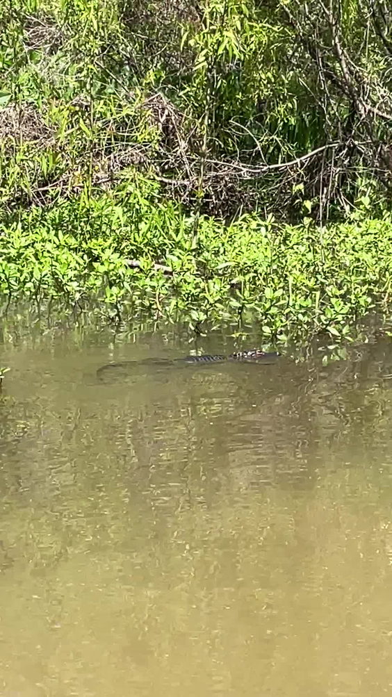 Cajun Encounters Swamp Tour