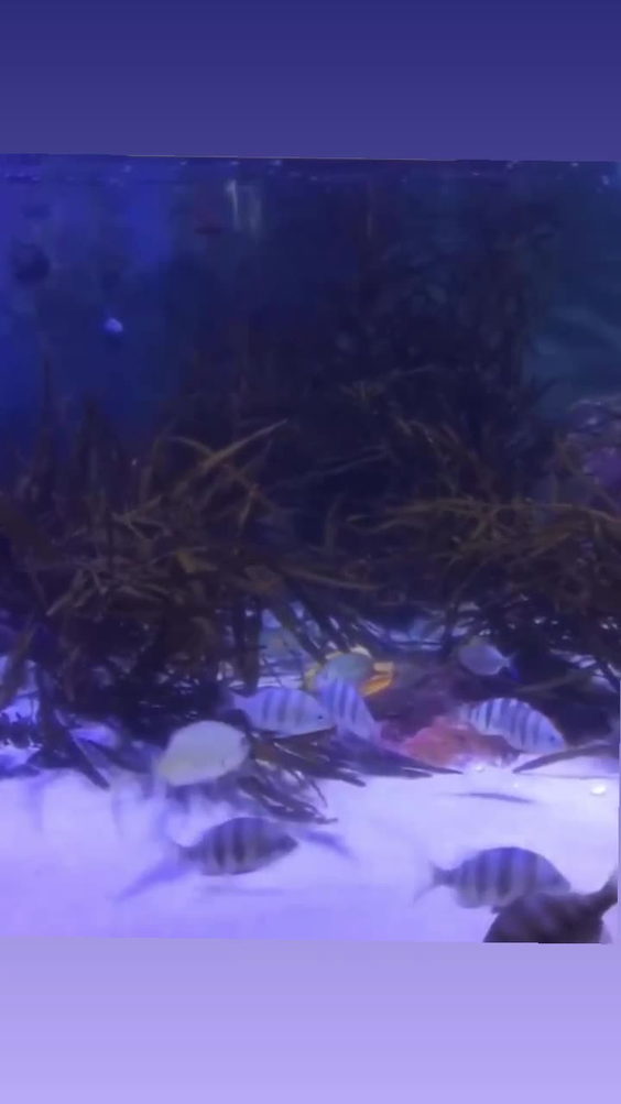 Two Oceans Aquarium