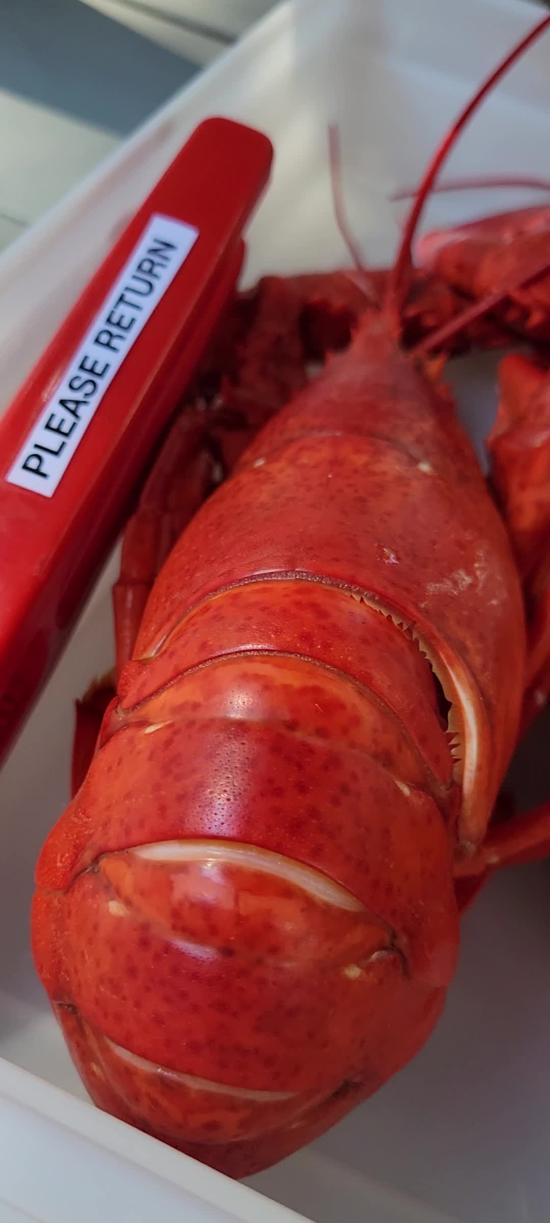 Video review of Alive & Kicking Lobsters