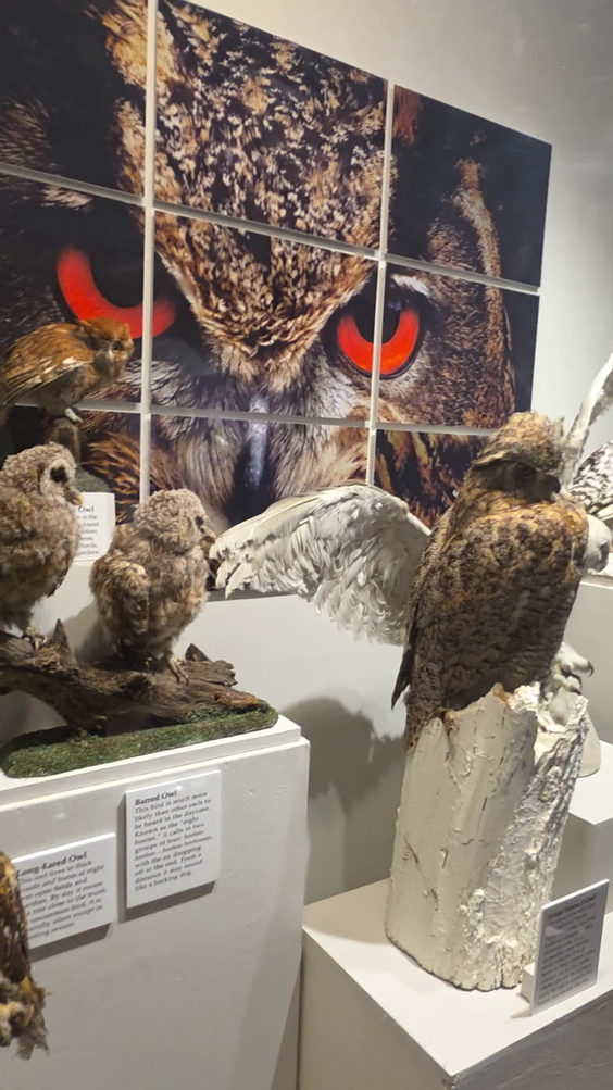 Roberson Museum and Science Center