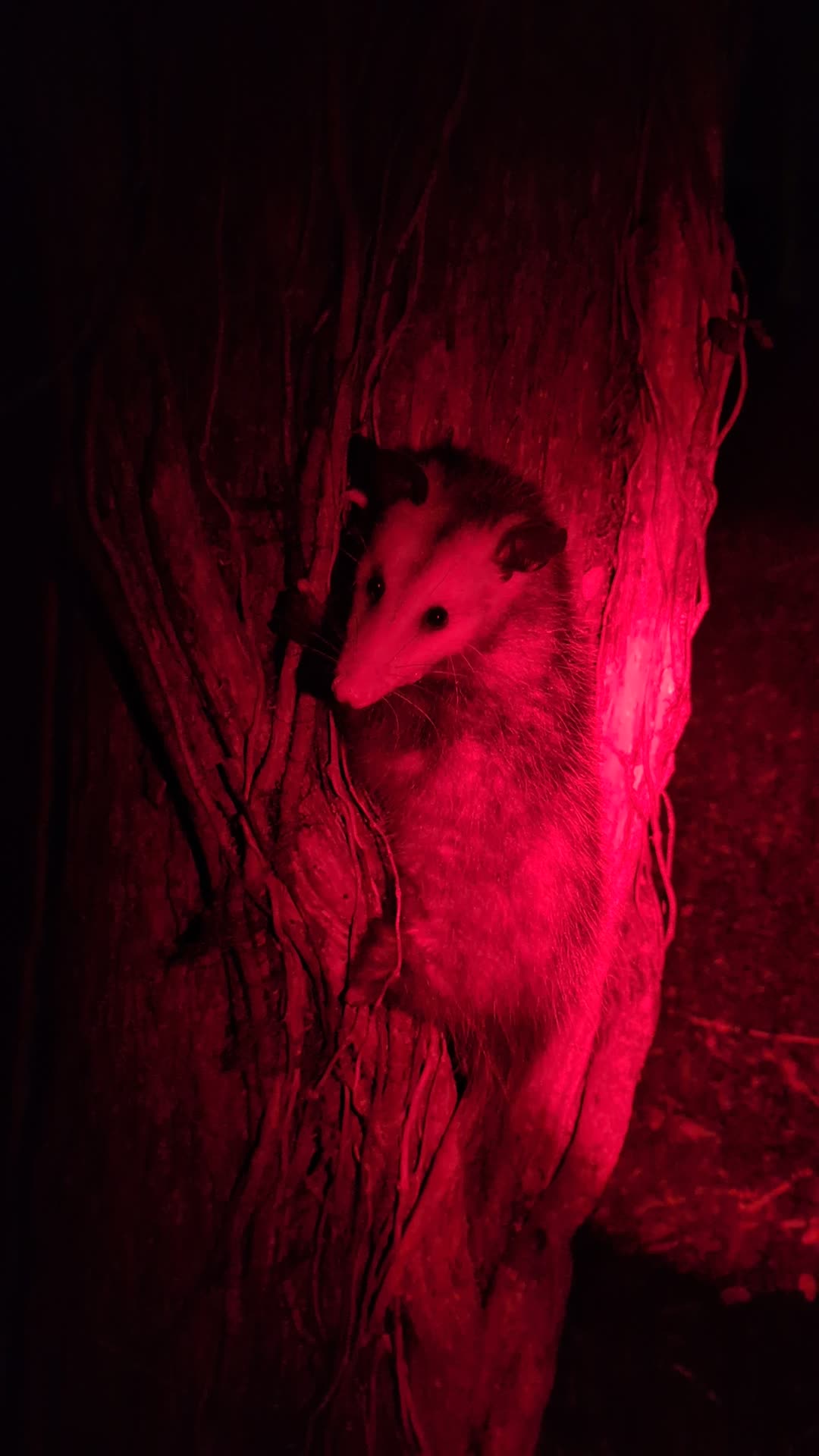 Lets play possum