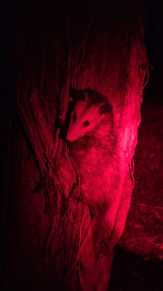 Lets play possum