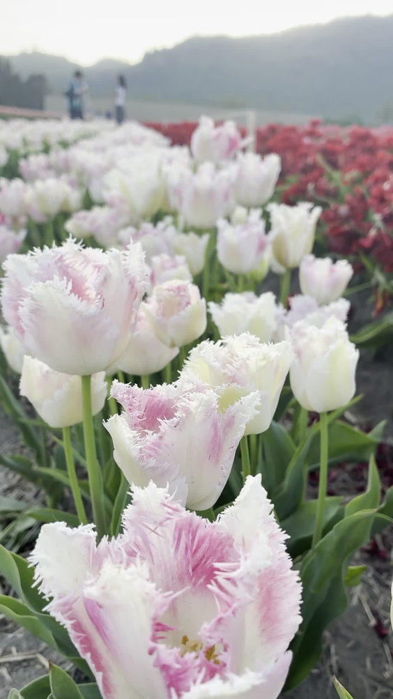 Lakeland Flowers