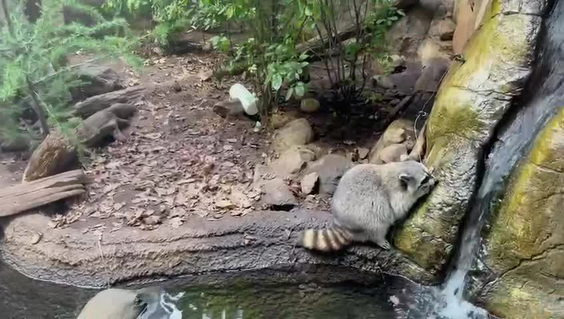 Toronto Zoo