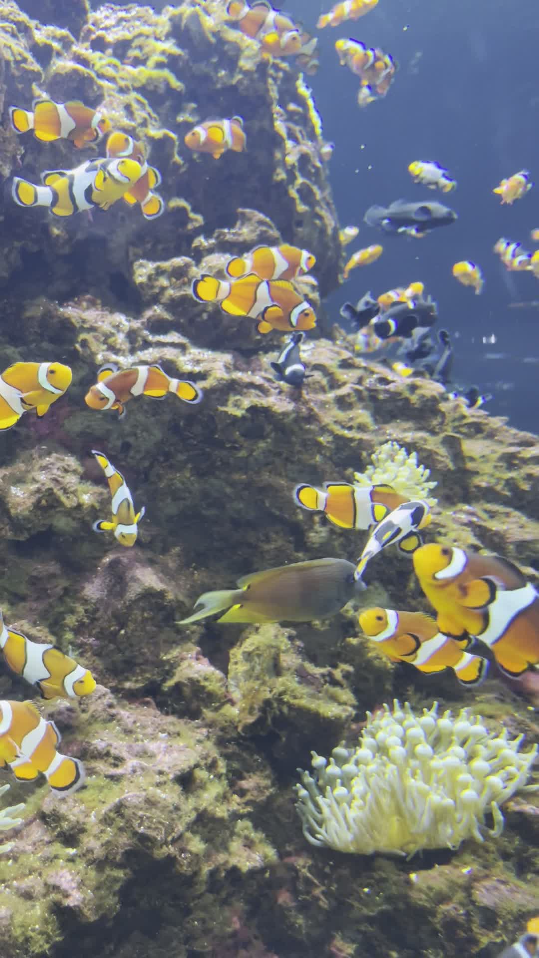 Video review of OdySea Aquarium