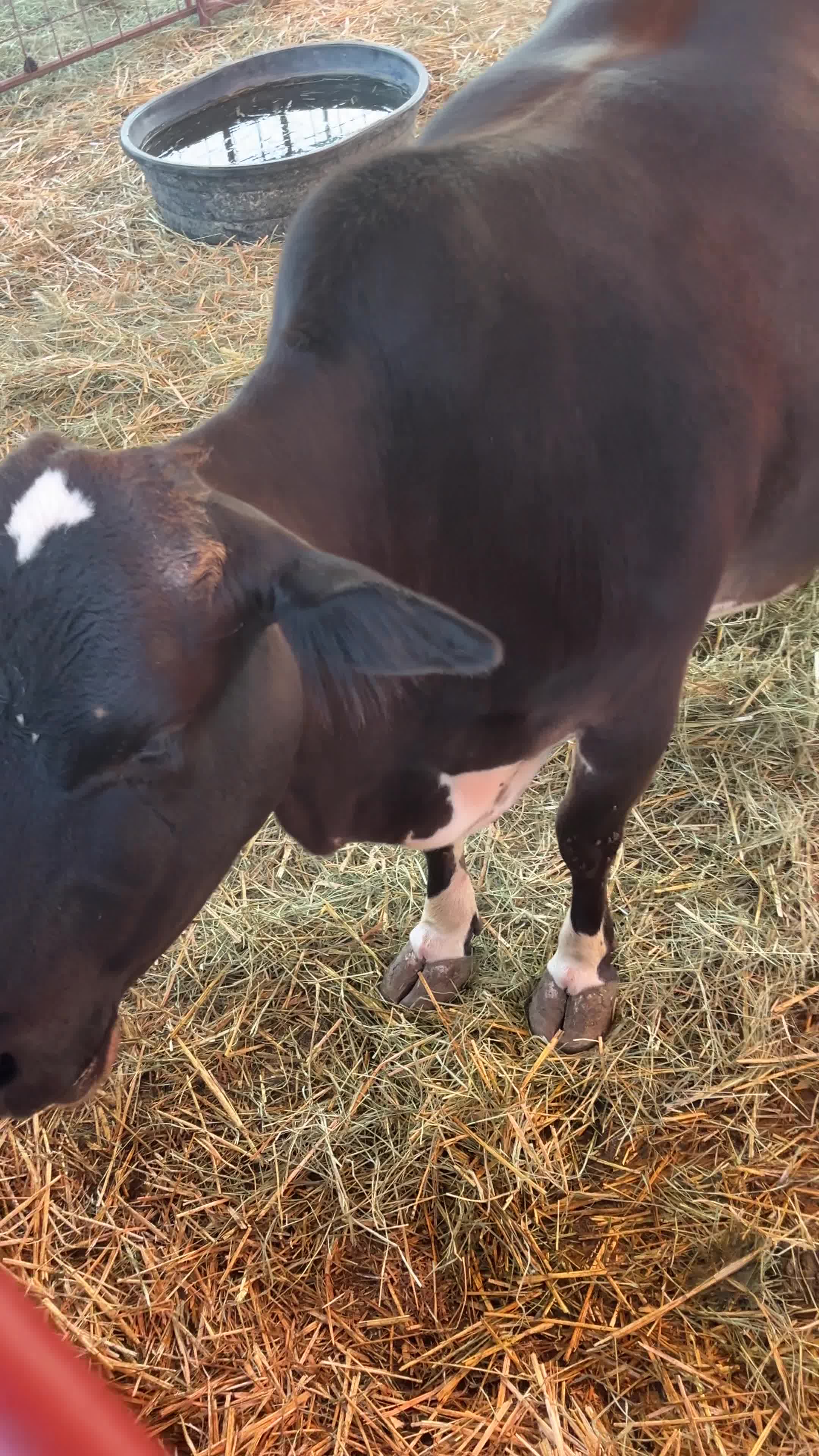 Frosty's Pumpkin Patch