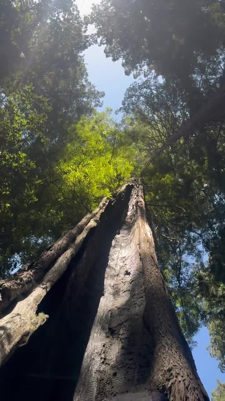 Lady Bird Johnson Grove