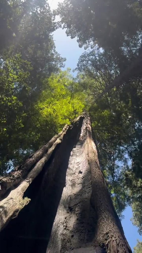 Lady Bird Johnson Grove
