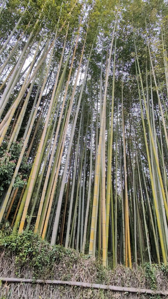 Arashiyama Bamboo Grove