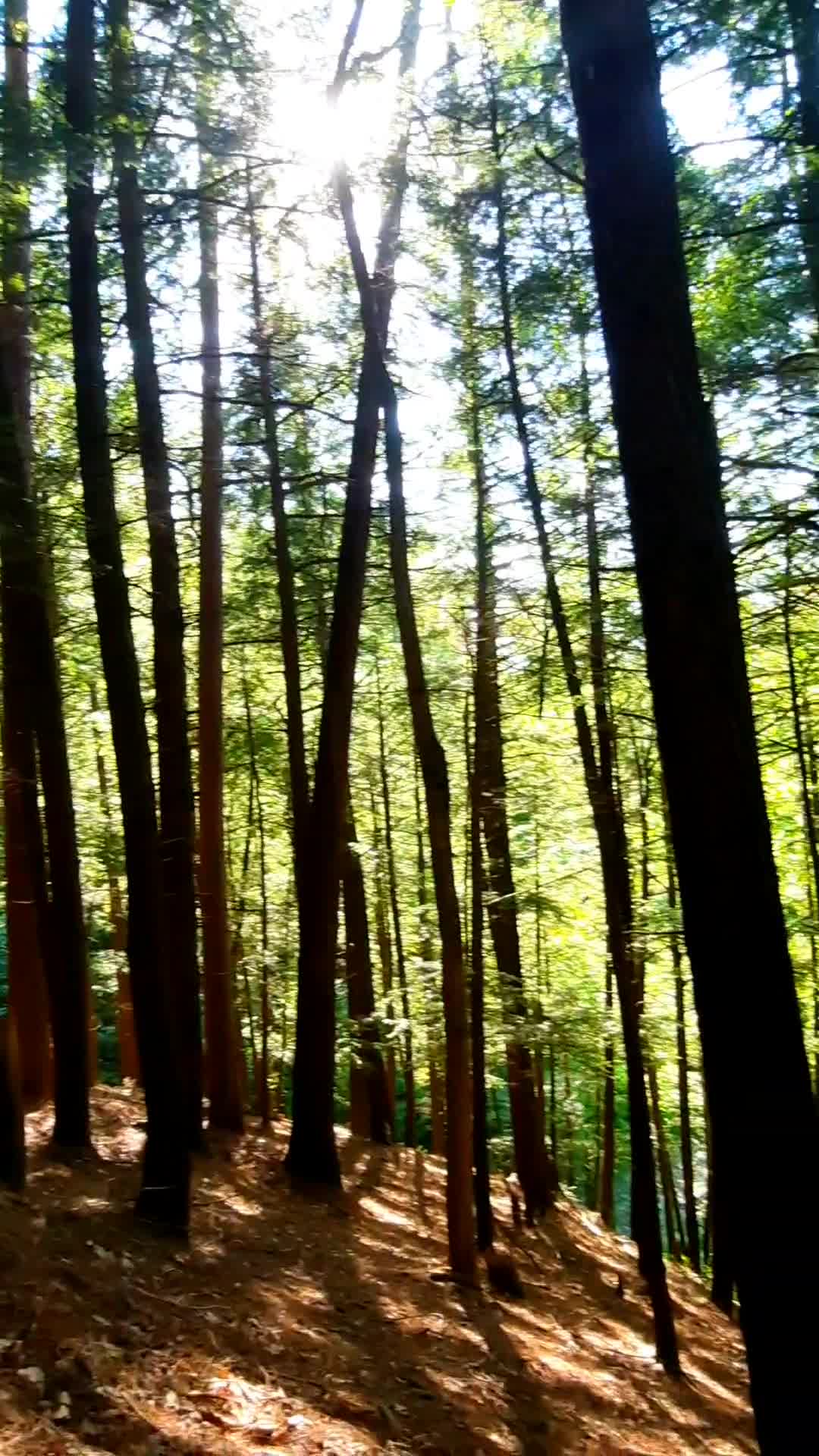 Robert H Treman State Park