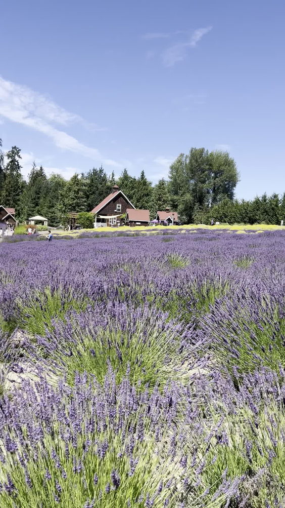 Purple Haze Lavender Gift Shop