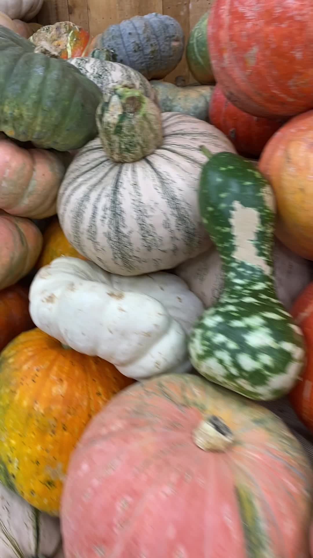 Video review of Trader Joe's