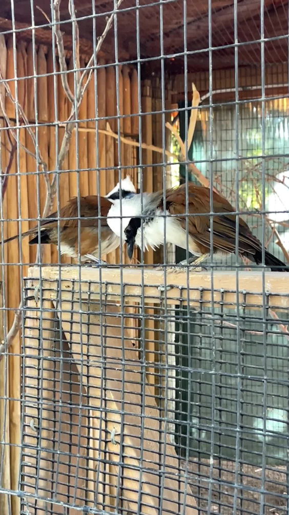 Tautphaus Park Zoo