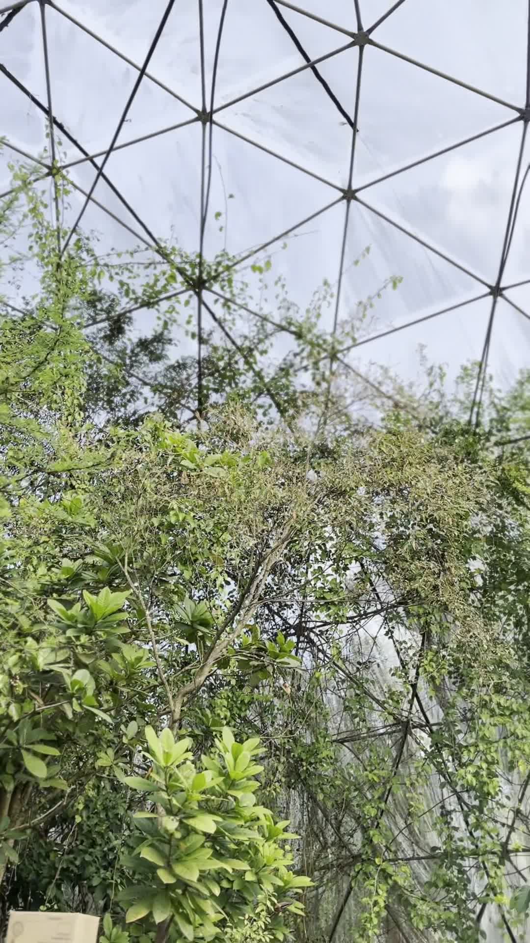 Macbutterflies