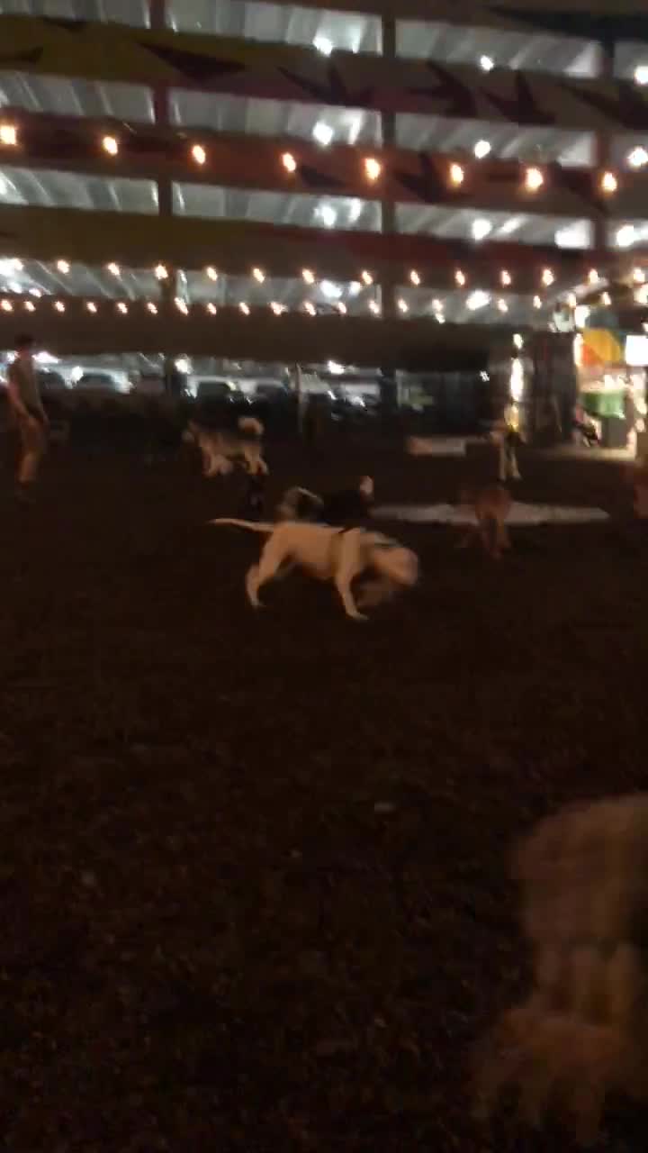Bark Social