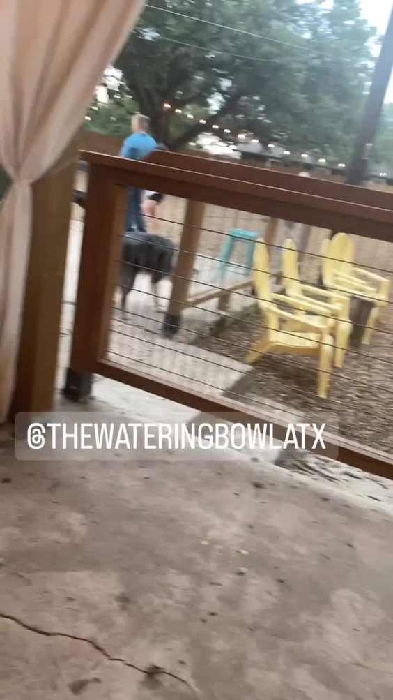 The Watering Bowl