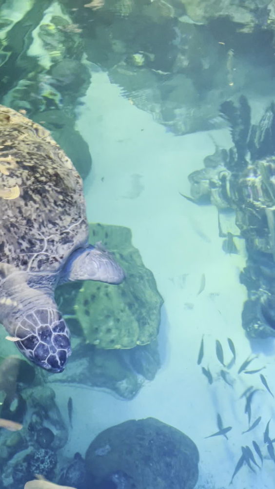 New England Aquarium