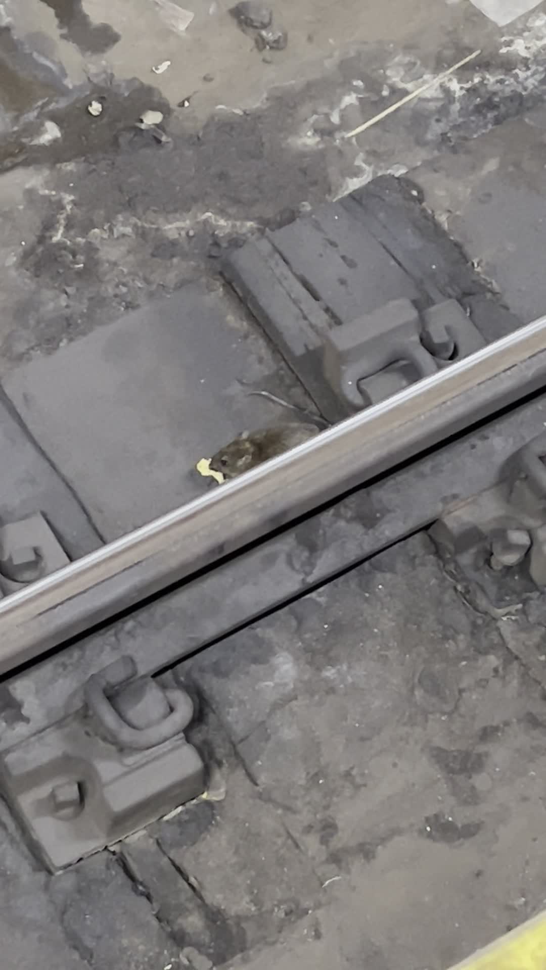 Video review of 7th Street Burger