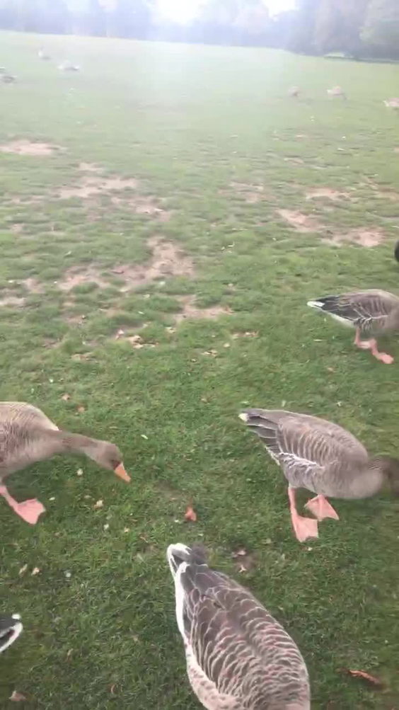 Hyde Park