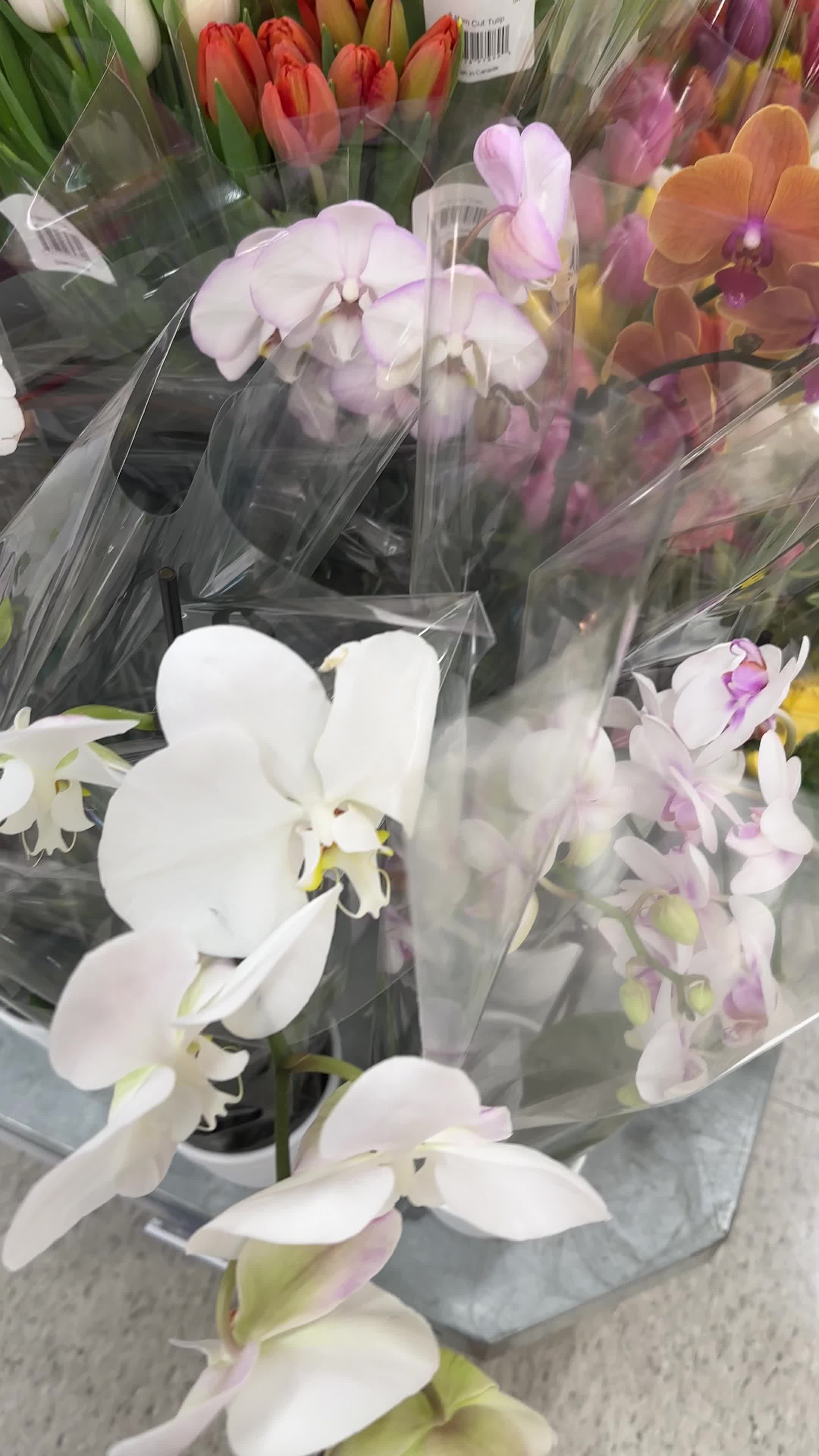 Video review of Real Canadian Superstore