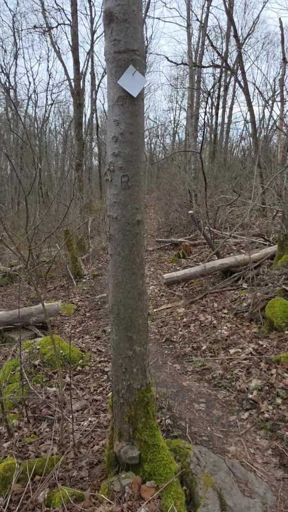 Three Falls Woods