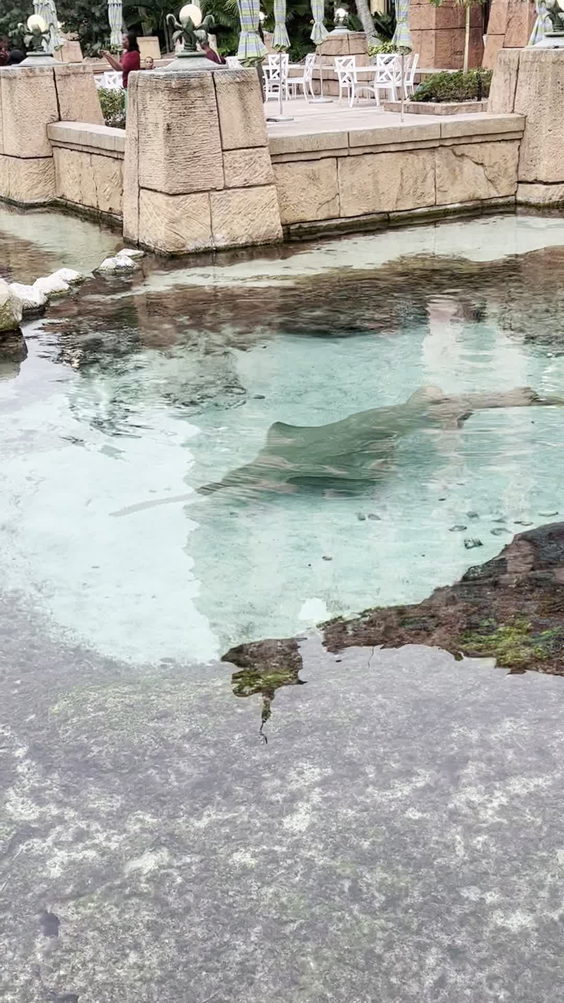 Atlantis Paradise Island Bahamas
