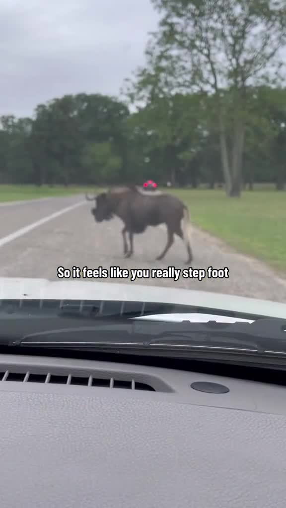 Six flags safari adventure