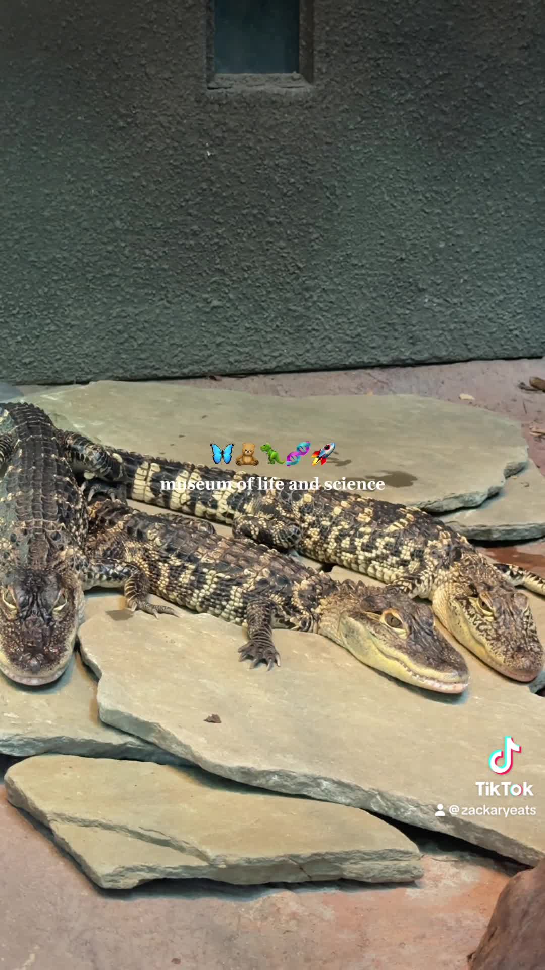 Video review of North Carolina Museum of Life and Science