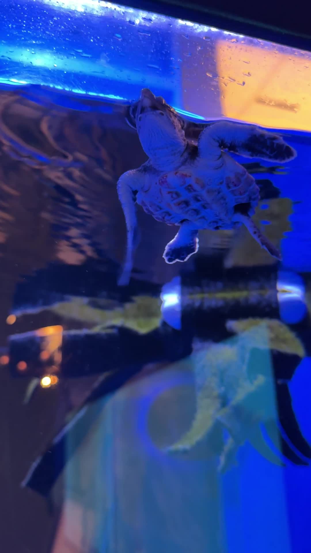 North Carolina Aquarium at Pine Knoll Shores