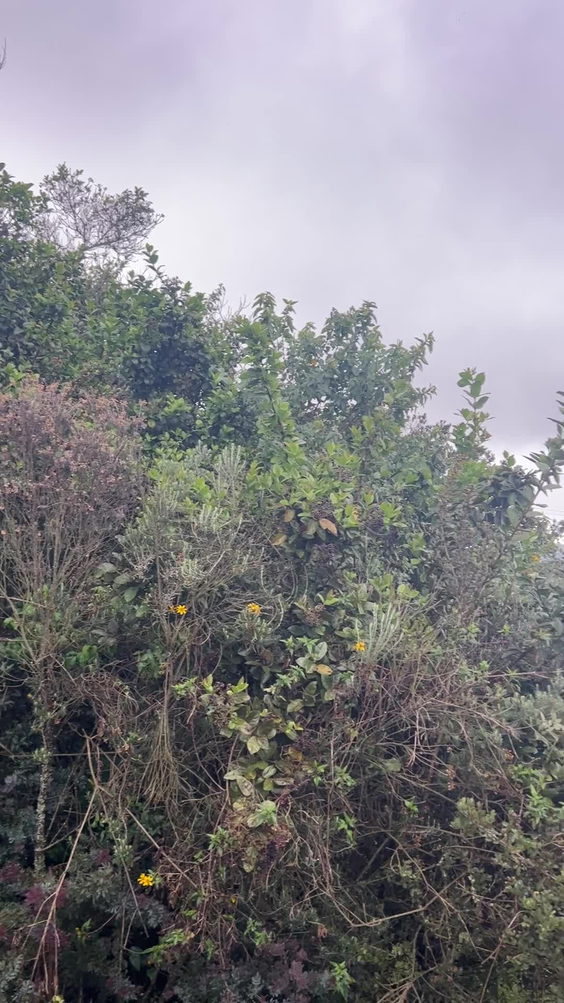 Finca El Mirador