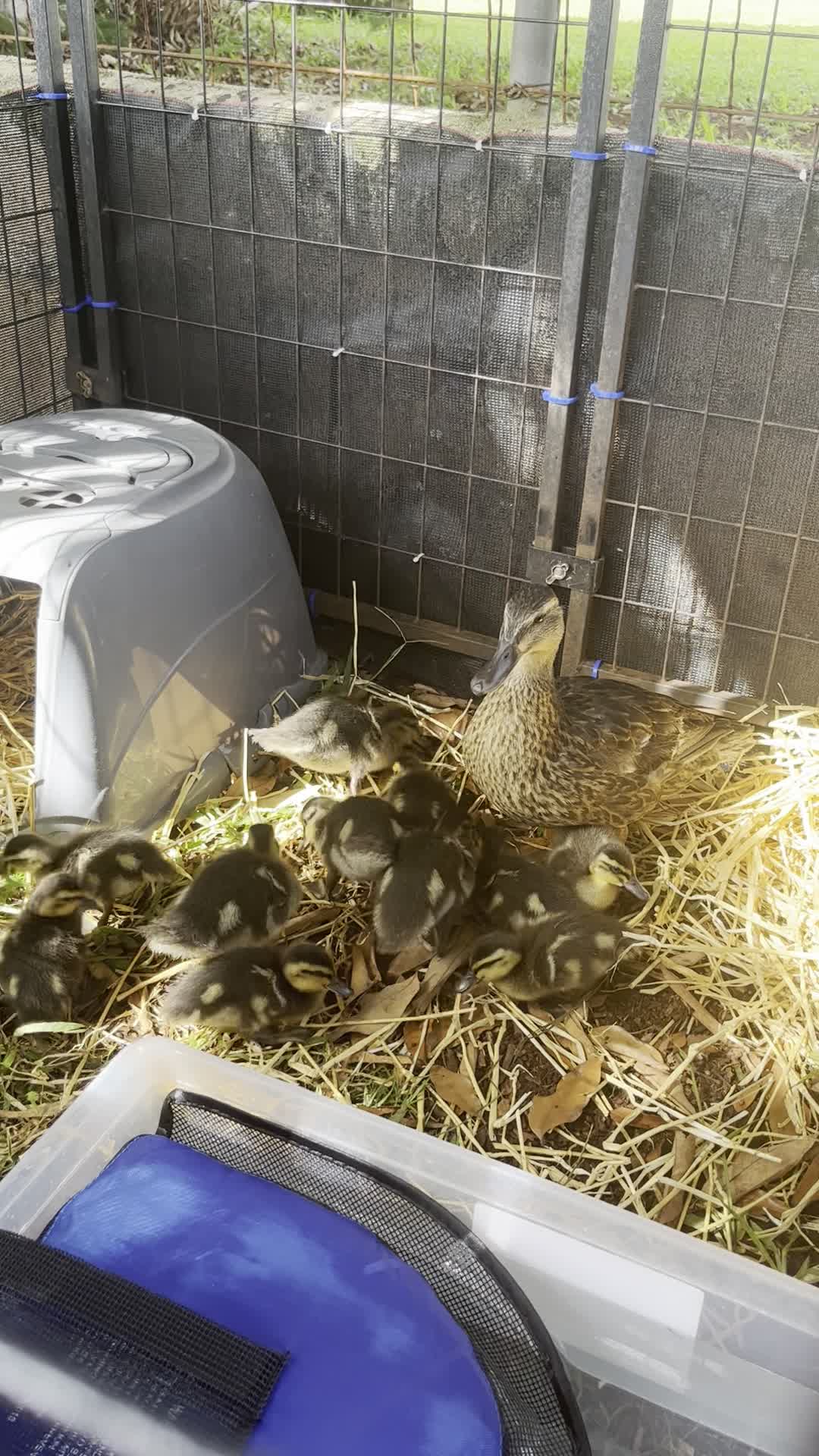 Susie’s Duck Sanctuary 