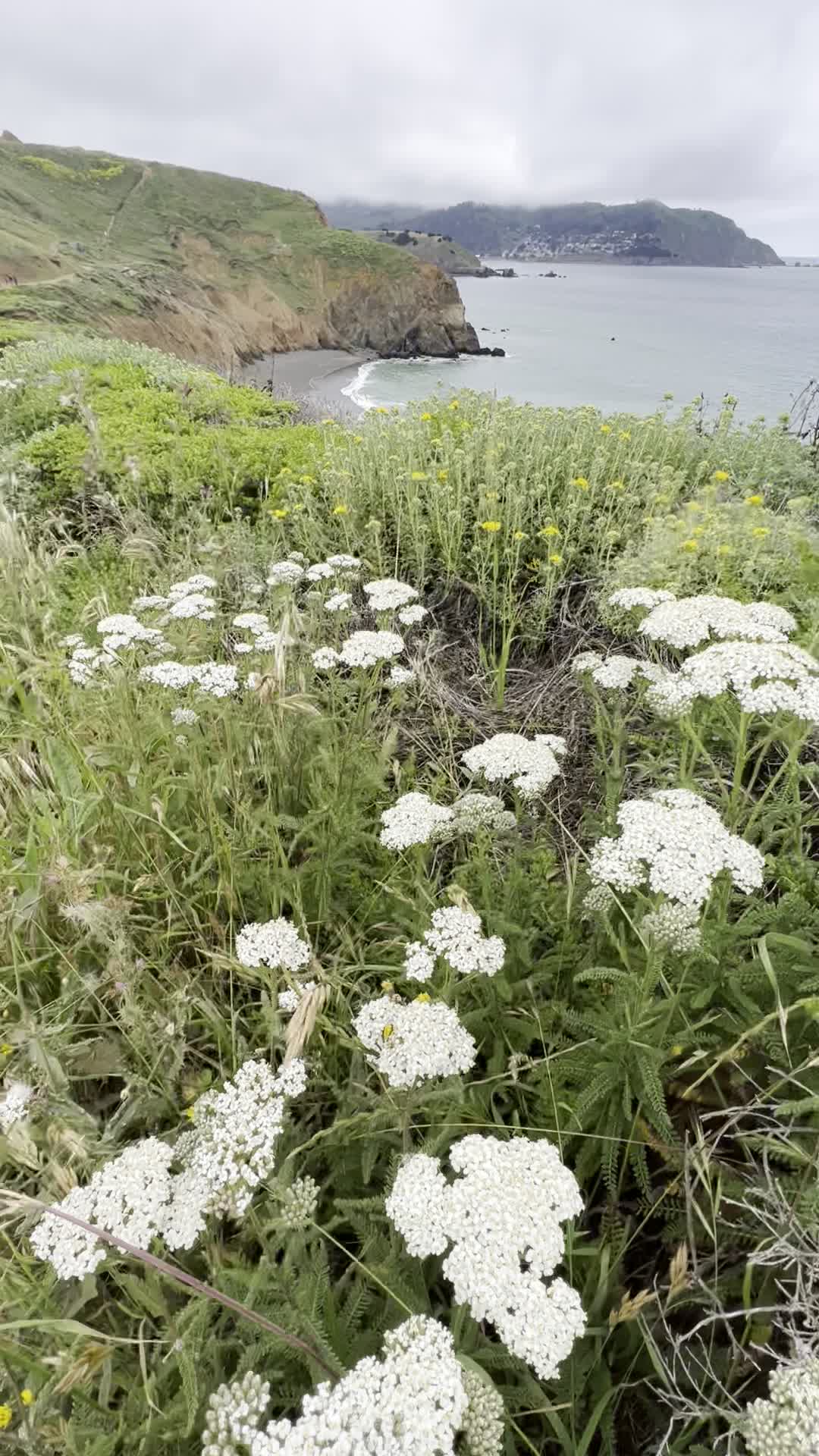 Mori Point